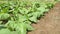 Close-up of tobacco plants in a field. High quality