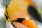 Close-up of a toco toucan