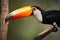 Close-up of toco toucan looking at camera