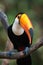 Close-up of toco toucan perched on branch