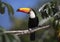 Close up of a Toco Toucan perched in a tree