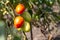 Close up tomato bushes ripening on a branch