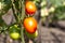 Close up tomato bushes ripening on a branch