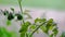 close up of a tomato plant, little green fruit in raising