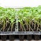 Close up tomato seedling