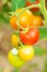 Close-up of tomato stem with red and green fruits