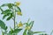 Close up of tomato stem with yellow flowers