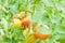 Close-up of tomato stems on eco agriculture concept