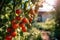 close-up of tomatoes on a branch with natural sunlight and blurred background