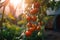 close-up of tomatoes on a branch with natural sunlight and blurred background