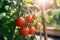 close-up of tomatoes on a branch with natural sunlight and blurred background