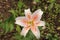 Close up, top down view of an orange and white Asiatic Lily Flower