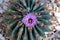 Close Up, Top Down View of a Purple Flower Blooming on a California Barrel Cactus