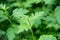 Close up top green Chrysanthemum morifolium leaf and herb tropical plant