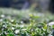 Close-up of top green tea leaf in the tea plantations with blurred background. Space for text