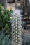 Close Up of the Top Half of an Oreocereus Cactus