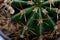 Close-up top shot on a cactus cluster. Famous species of cacti endemic to east-central Mexico are widely cultivated as an