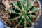 Close-up top shot on a cactus cluster. Famous species of cacti endemic to east-central Mexico are widely cultivated as an