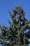 Close up of the top of a tall silver fir tree, with many cones on it, against a blue sky