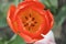 Close up top view of bloomed red tulip in soft focus