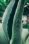 Close up top view of blue aloe plant.