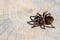 Close up and top view of brachypelma albopilosum spider on brown wood slice.