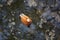 Close up top view of a brown orange croody shelduck Tadorna ferruginea swimming on the surface of a dark black pond in search of