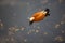 Close up top view of a brown orange croody shelduck Tadorna ferruginea swimming on the surface of a dark black pond in search of