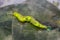 Close up top view of  caterpillar of common pasha butterly  Herona marathus  r