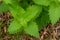 Close-up top view of an emerging catnip herb plant