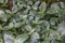 Close up top view of evergreen perennial Fittonia albivenis silver tropical flower