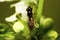 Close-up top view of a flower with wings flies on a flower dead-nettle Lamium album with buds