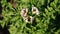 Close-up. top view. juicy green, pink blossoming potato bush on a farm field, in summer sunny day. potato growing