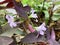 Close-up of the top view: light purple flowers and deep purple leaves  Beautiful natural background