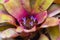 Close up top view little purple flower blooming in bromeliad with water tank inside and around the leaves