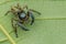 A close-up top view male jumper spider Hyllus keratodes.