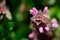 Close up top view of red dead-nettle Lamium purpureum