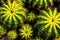 Close-up top-view shot cactus nature living environment stilllife concept idea background