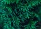 Close up top view of thuja branches