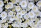 close up top view of White chrysanthemum flowers use as beautiful florist background,backdrop