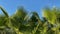 Close-up of the tops of palm trees against a blue sky. Leaves of palm trees moving in the wind. Palms background.