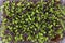 Close-up topview photo of basil microgreens. city farming indoor concept