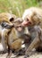 Close up of toque macaque monkey Macaca sinica family - Mother and father caressing their child, Sri Lanka