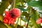Close up of Torch ginger or Etlingera elatior blossom family zingiberaceae on Cuba.