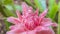 Close up of a torch ginger flower