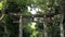 close up of a torii gate at the entrance to meiji shrine in tokyo