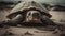 Close-up of a tortoise on the beach. Toned.