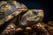 A close-up of a tortoise\\\'s ancient and weathered shell