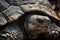 A close-up of a tortoise\\\'s ancient and weathered shell