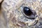 Close up of a tortoise\'s eye